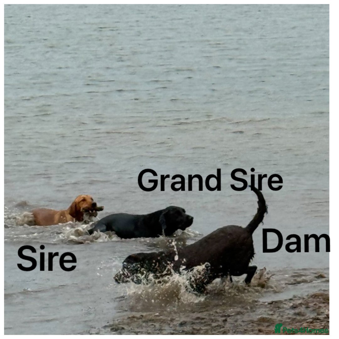 Labrador Retriever dogs for sale: Beautiful KC pups, health tested & superb lineage - Advert 14