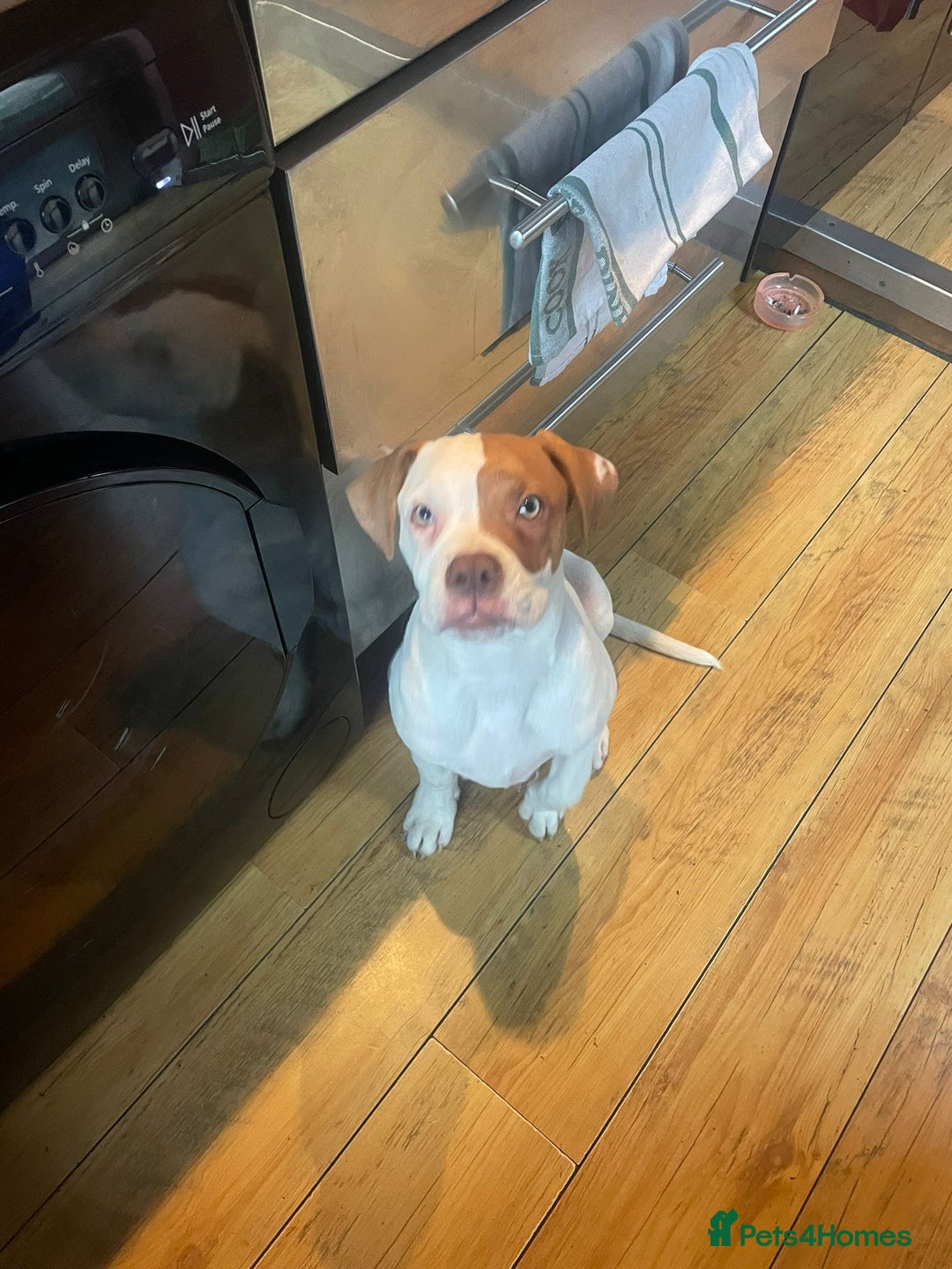 American Bulldog dogs for sale: George American Bulldog - Advert 4