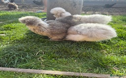 Chickens poultry for sale: Silkie Chicks Available - Image 5