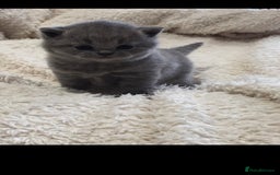 British Shorthair cats for stud: BIG BLUE BEAUTIFUL STUD GCCF AND TICA REGISTERED  in Derby - Image 7
