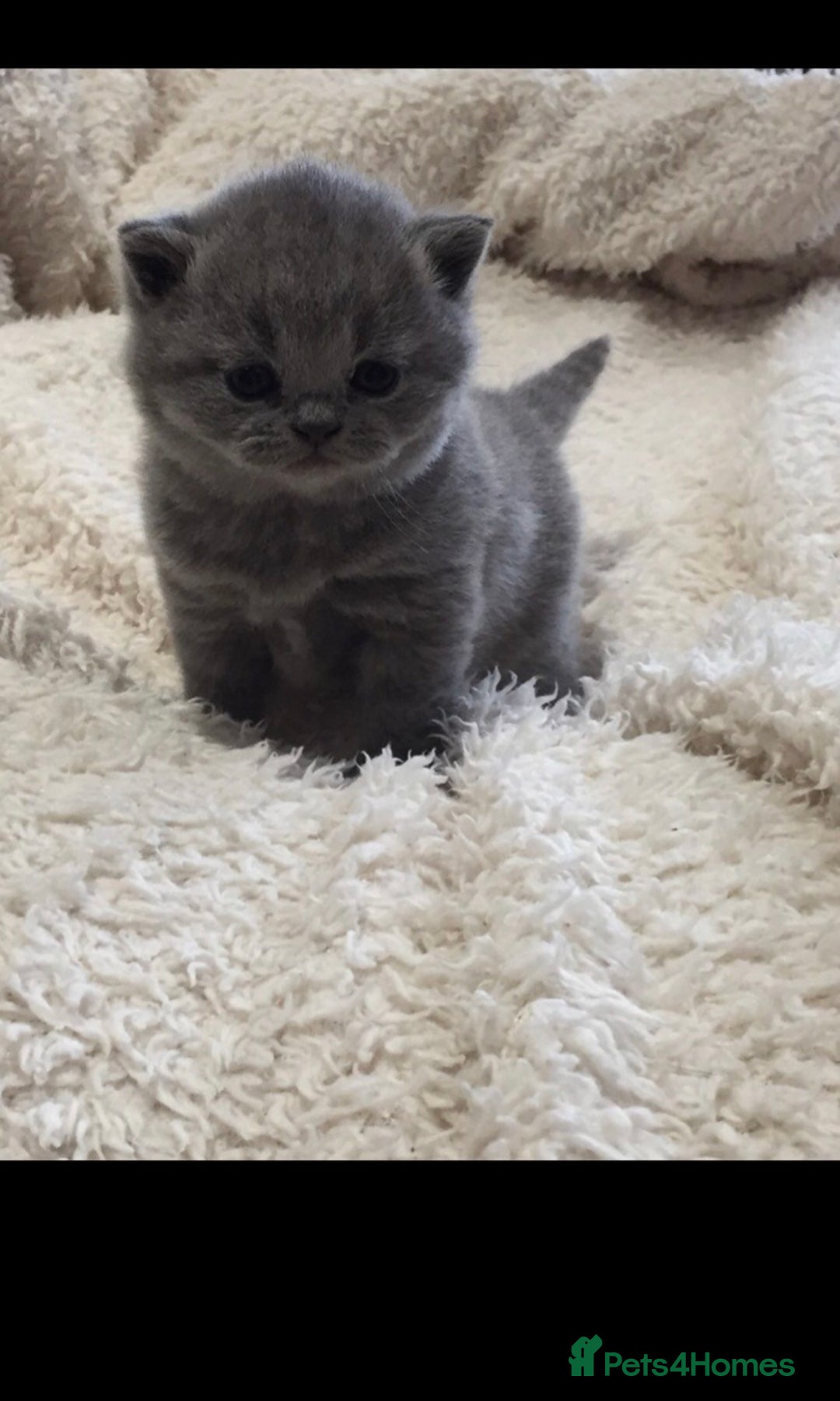 British Shorthair cats for stud: BIG BLUE BEAUTIFUL STUD GCCF AND TICA REGISTERED  in Derby - Image 7