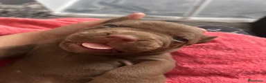 Boisey 