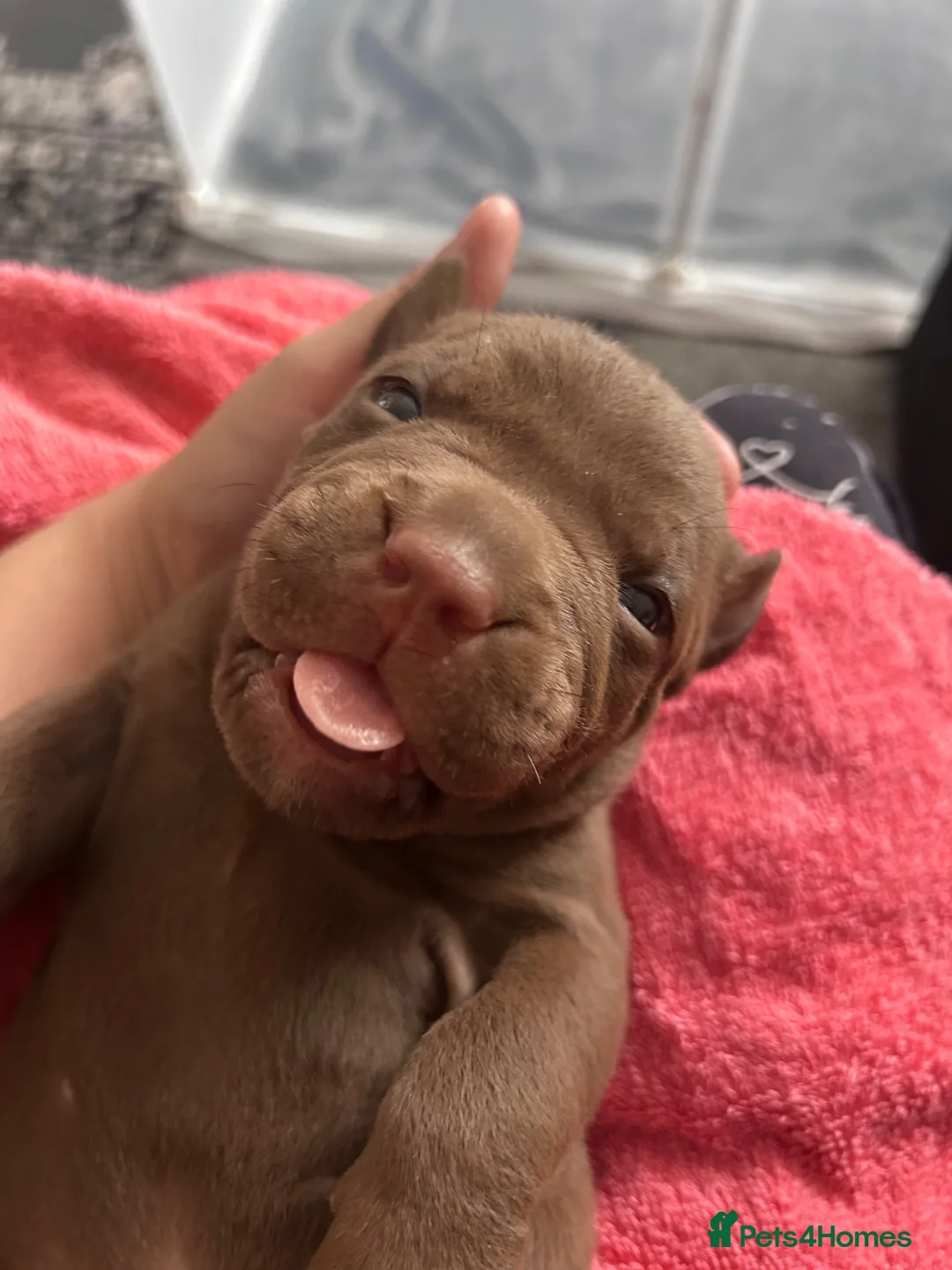 Mixed Breed dogs for sale: OLDE STAFF ENGLISH BULLDOGGE - Advert 14