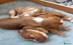 Cocker Spaniel dogs for sale: Cocker Spaniel Puppies  - Image 23