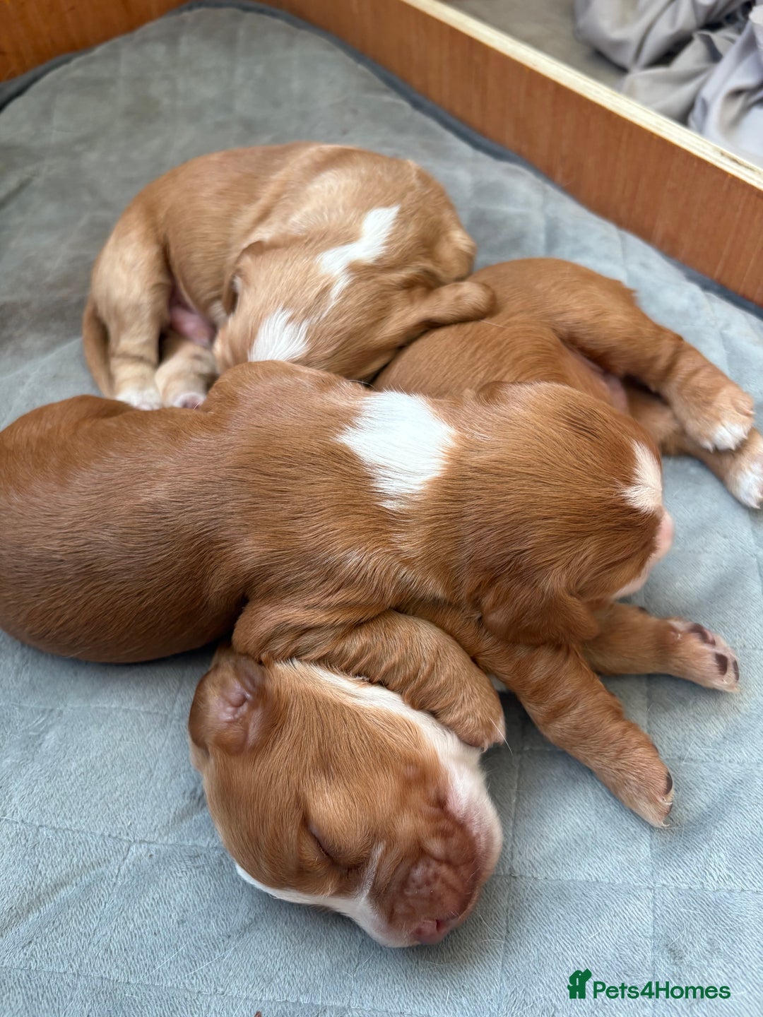 Cocker Spaniel dogs for sale: Cocker Spaniel Puppies  - Image 23