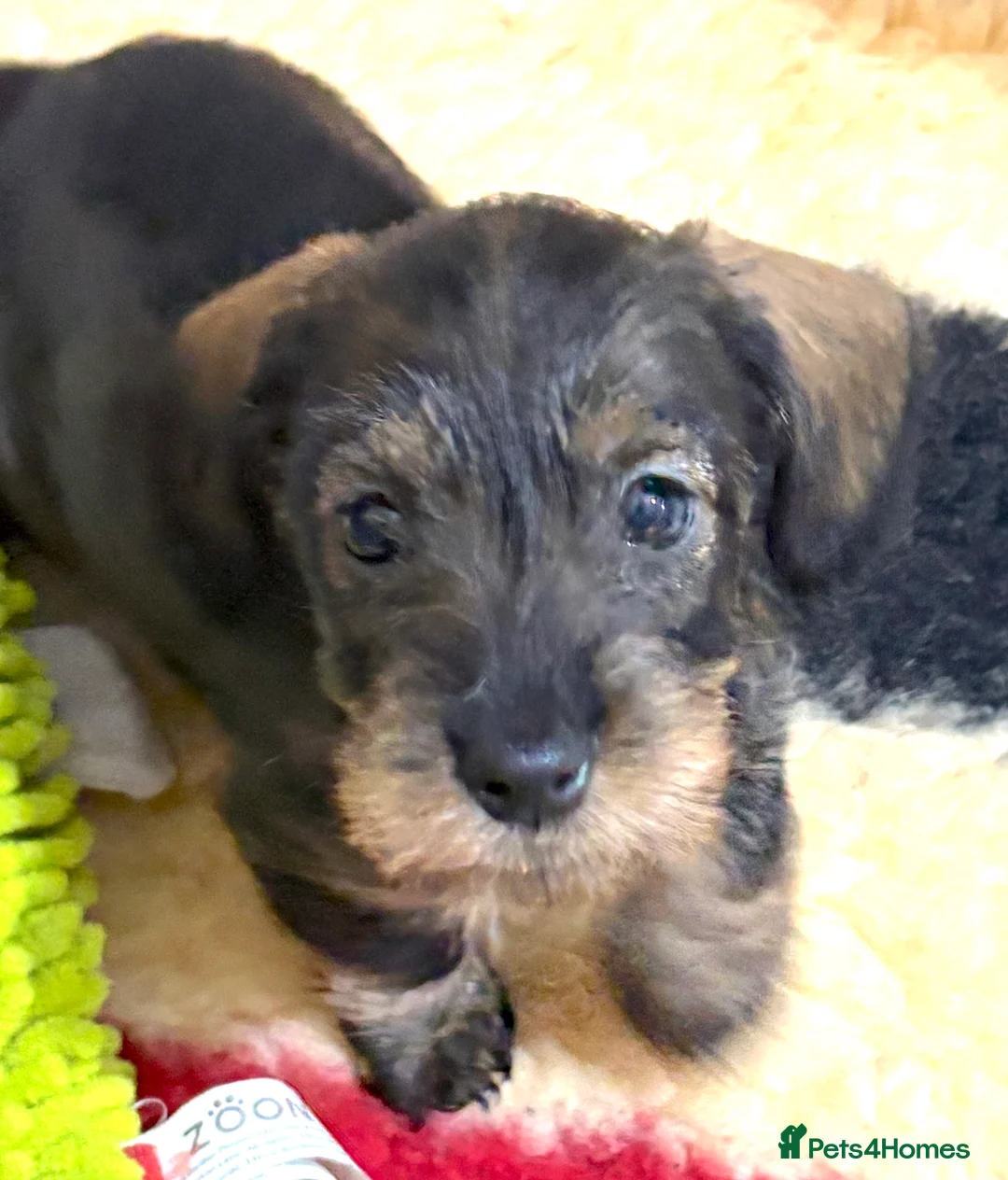 Miniature Dachshund dogs for sale: Mini Wire-haired Dachshunds - Advert 2
