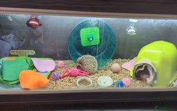 Pygmy Hedgehog rodents for sale: Female hedgehog in need of loving home - Image 3