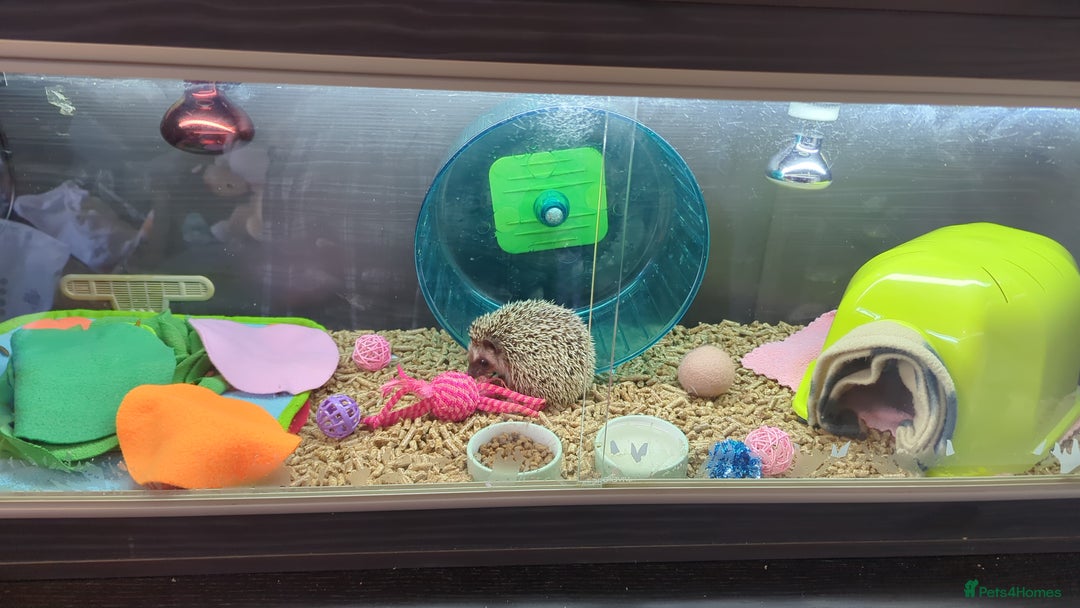 Pygmy Hedgehog rodents for sale: Female hedgehog in need of loving home - Image 3