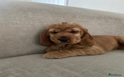 Sprocker dogs for sale: Cocker/sprocker  - Image 2