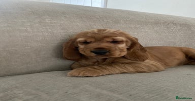 Sprocker dogs - Advert 13