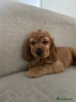 Sprocker dogs - Advert 13