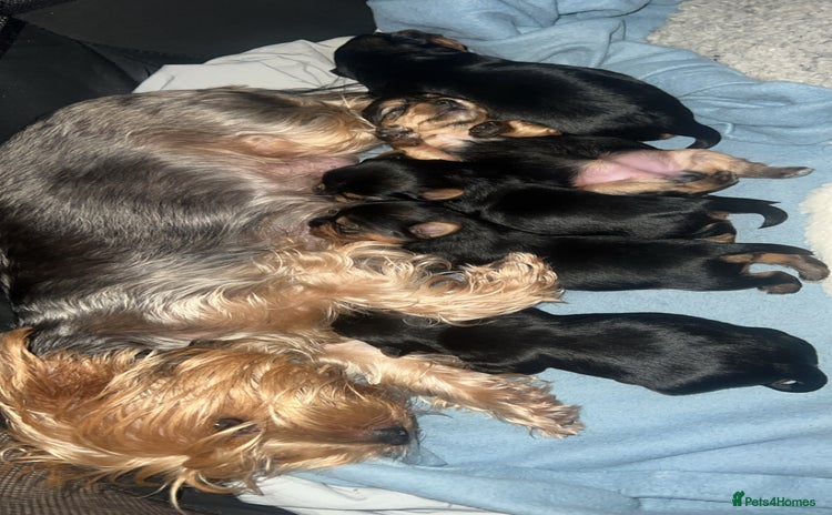 Mixed Breed dogs - Advert 1