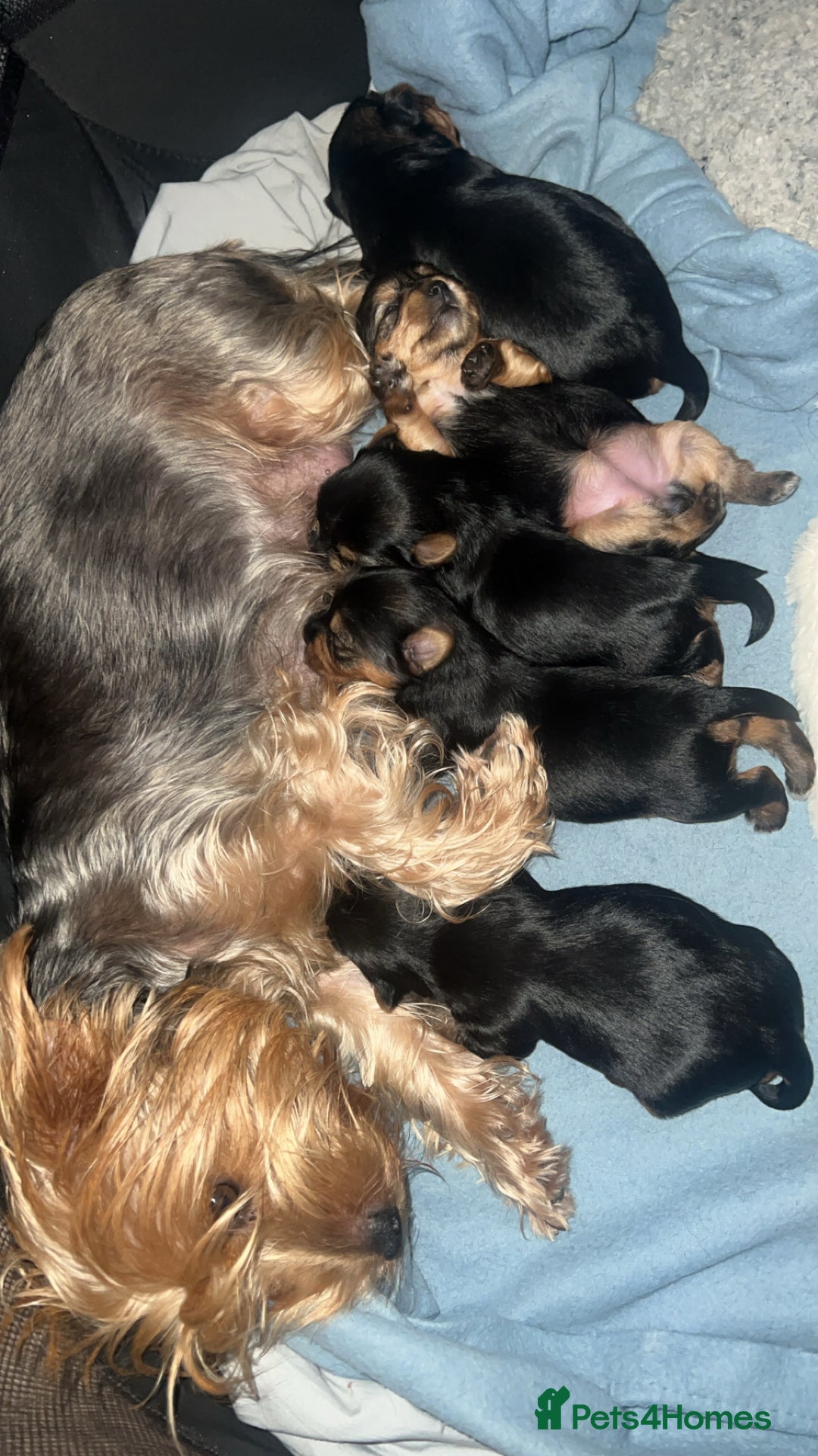 Mixed Breed dogs for sale: Yorkshire biewer terrier puppies  - Image 1