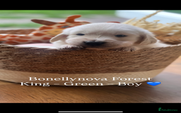 Golden Retriever dogs for sale: Kc Registered Golden retrievers puppies 🐶 - Image 10