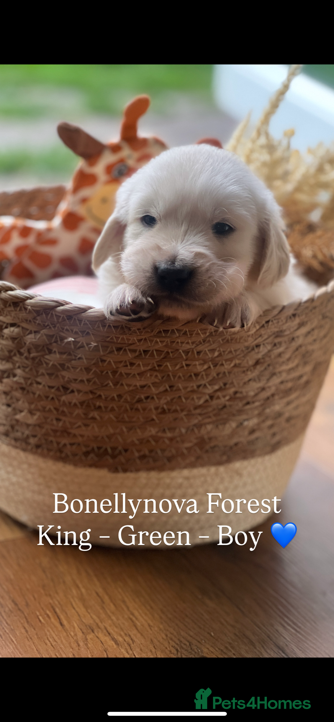 Golden Retriever dogs for sale: Kc Registered Golden retrievers puppies 🐶 - Image 10
