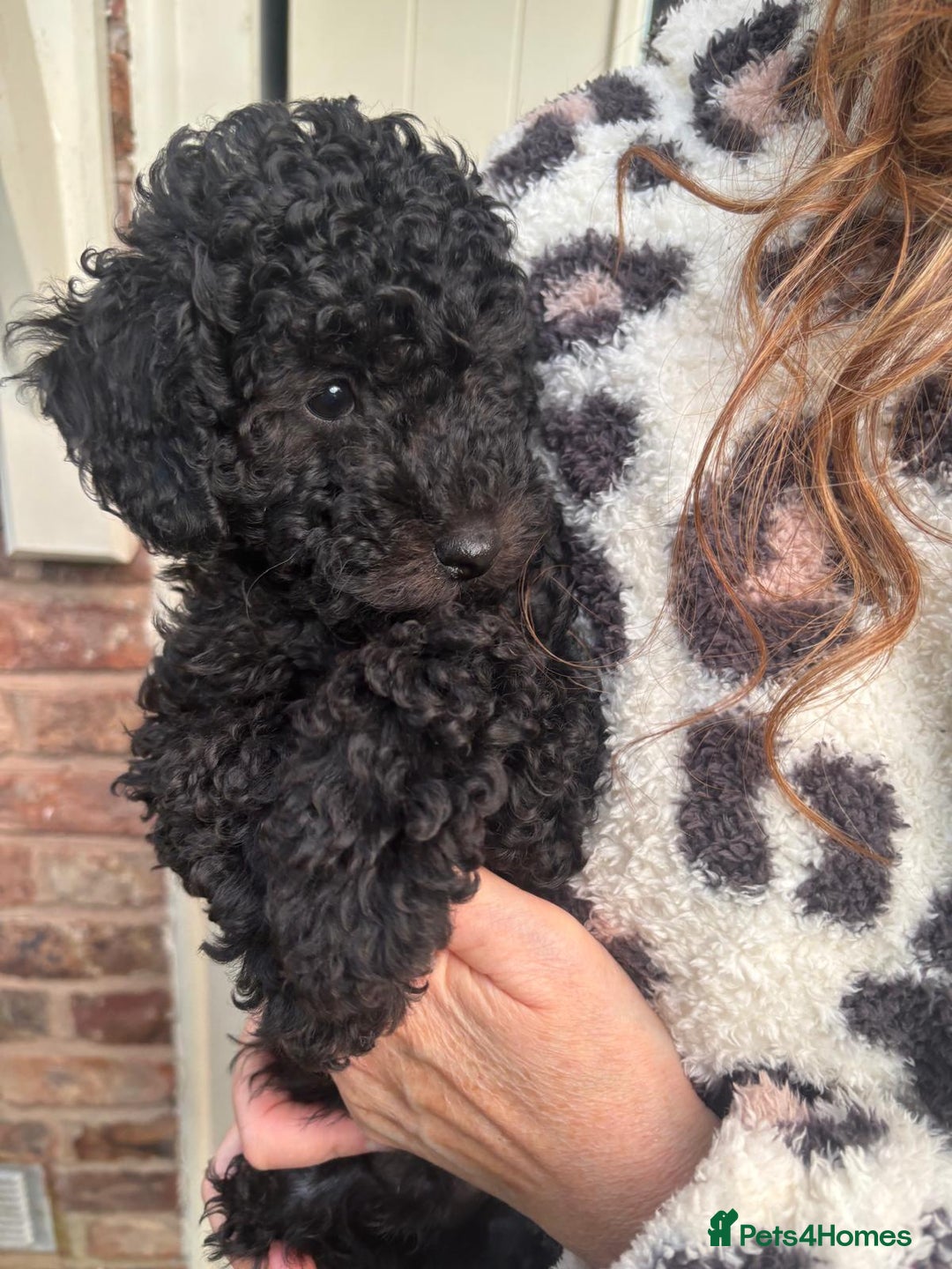 Toy Poodle dogs for sale: ADORABLE ‘ALBERT’ *TOY POODLE*BOY*PUP ready now - Advert 17