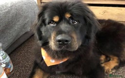 Tibetan Mastiff dogs for sale: Tibetan mastiff for re home  - Image 1