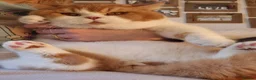 British Shorthair cats for sale: Champion Lines British Shorthair Kittens  - Advert 15