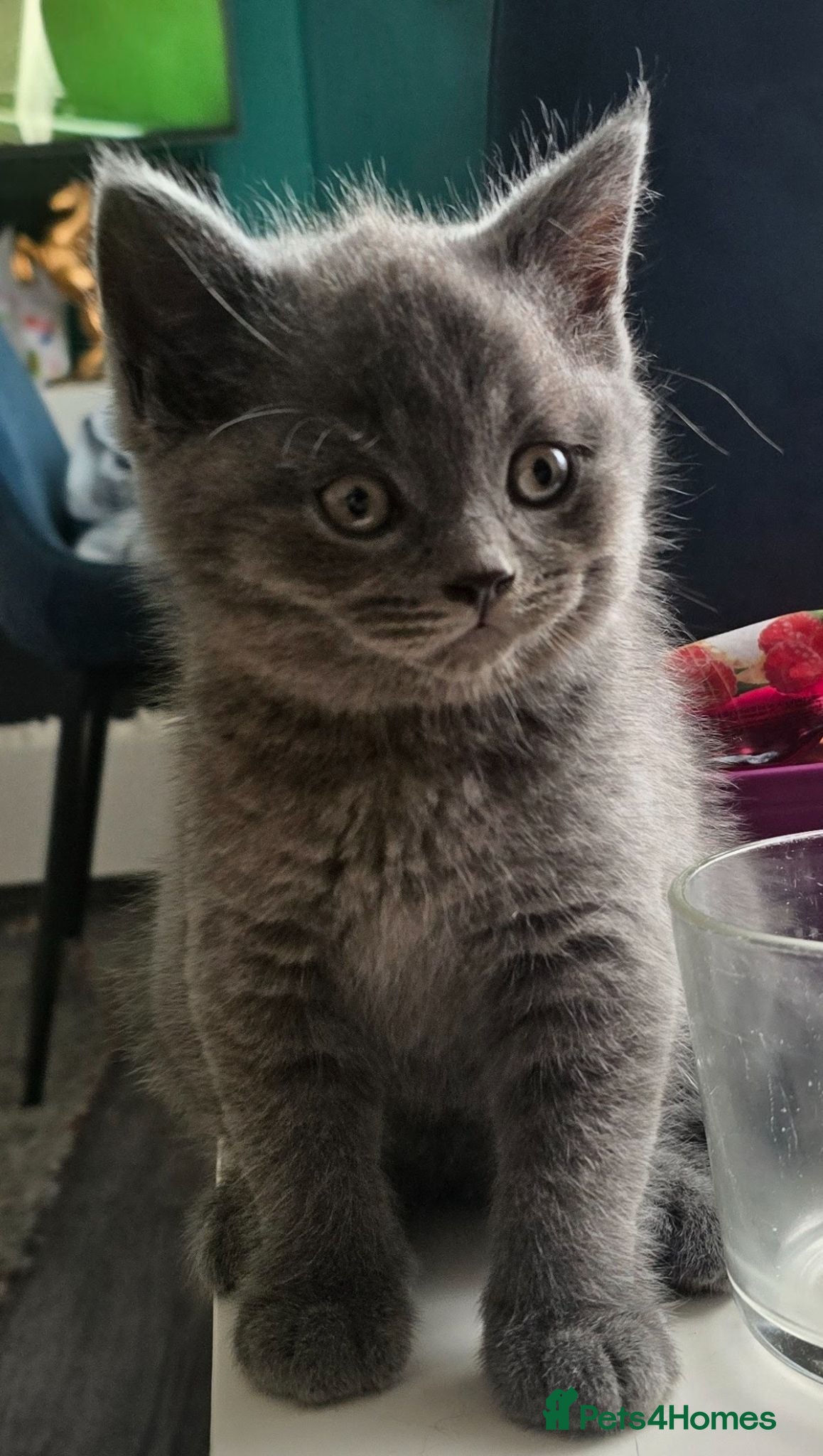 British Shorthair cats Last 2 Purebred British Shorthair Boys Available  - Advert 7