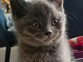 British Shorthair cats Last 2 Purebred British Shorthair Boys Available - Advert 1