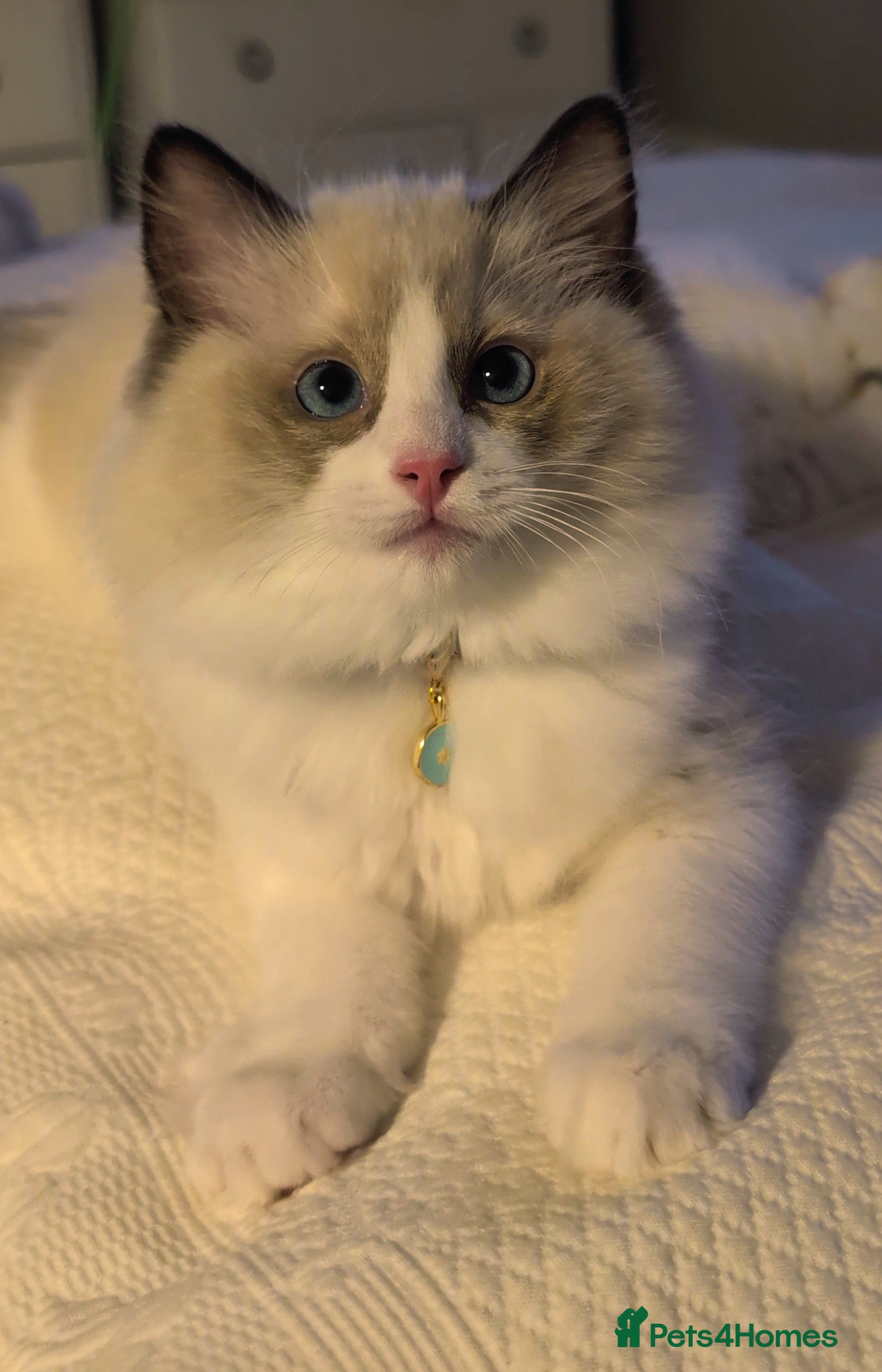 Ragdoll cats Tica Ragdoll kittens imperial grand champion lines - Advert 2