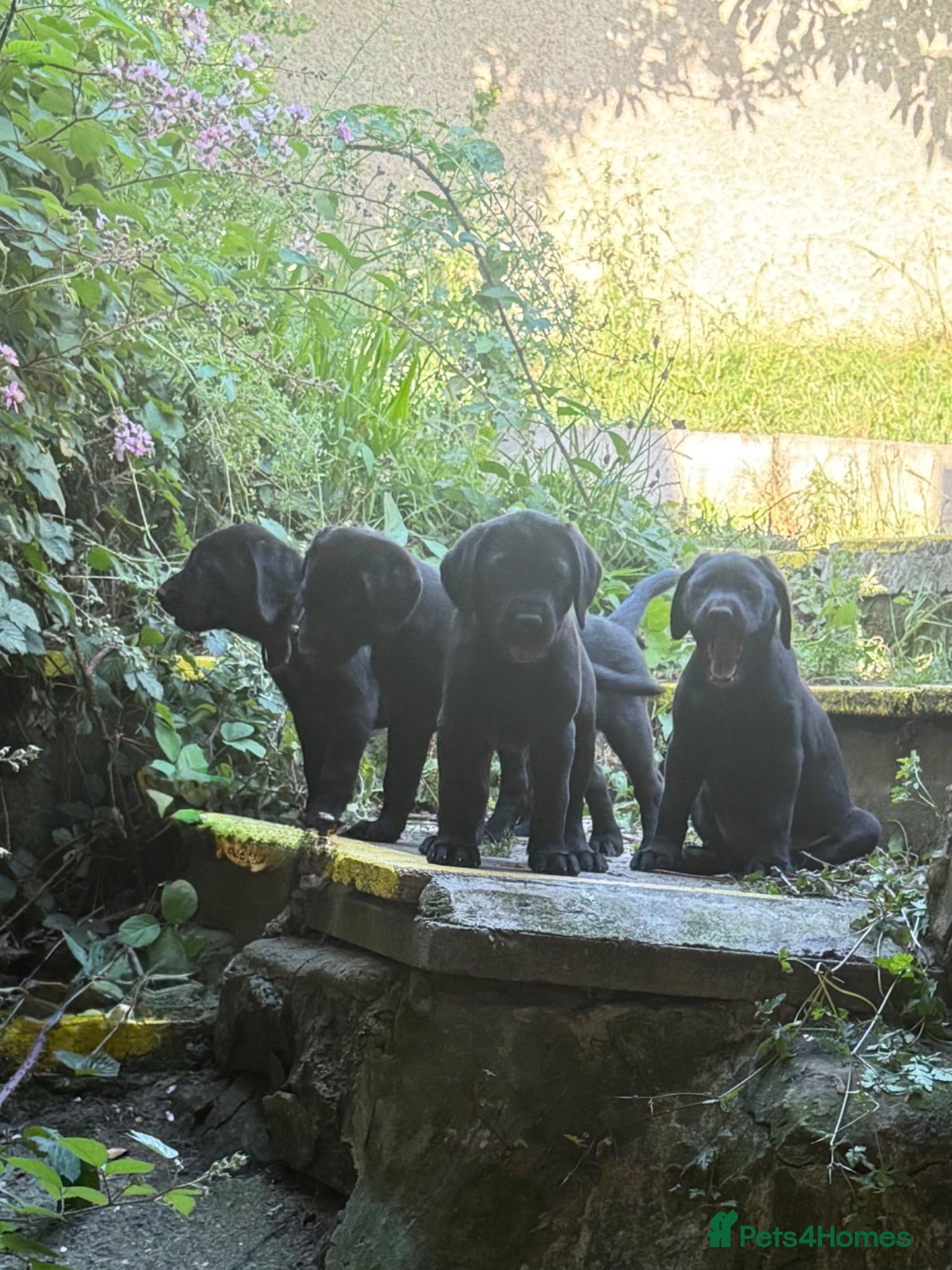 Labrador Retriever dogs FTCH sired, KC reg Labrador puppies  - Advert 2