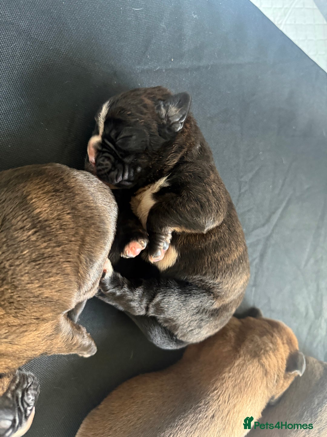 Boxer dogs for sale: Beautiful litter of 6 Pedigree Boxer Puppies  - Advert 12