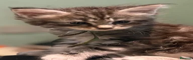 Maine Coon 3