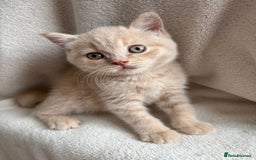 British Shorthair cats for sale: Registered British Shorthair Kittens ❤️  - Image 4