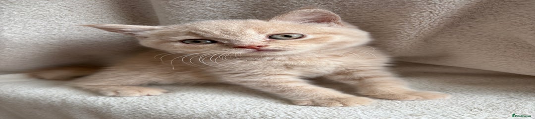 Cream Male