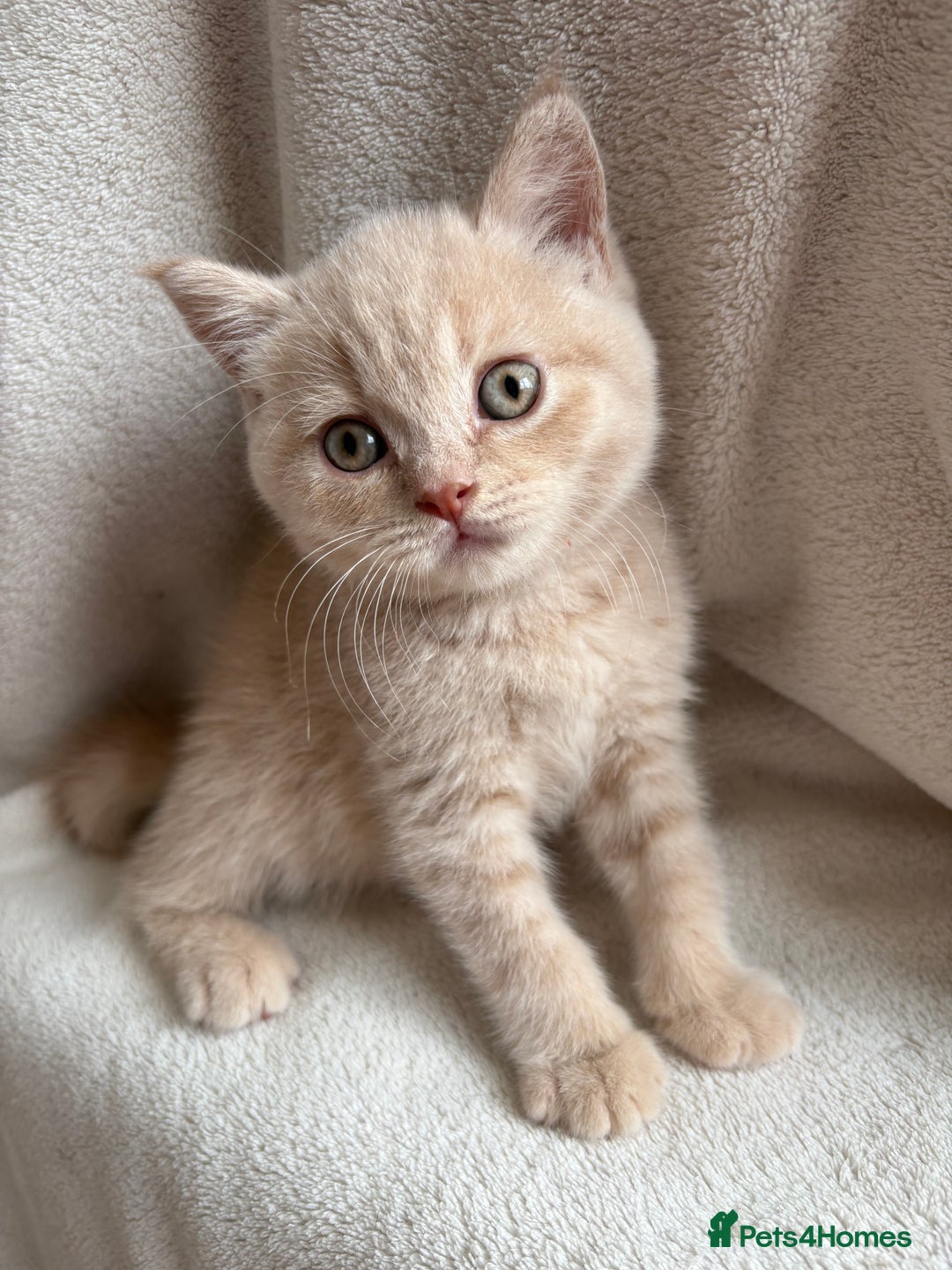 British Shorthair cats for sale: Registered British Shorthair Kittens ❤️  - Image 4
