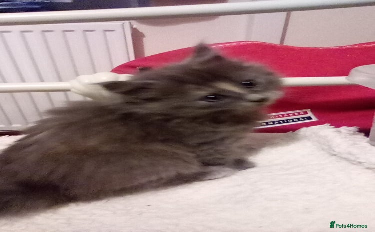 Maine Coon cats - Advert 1