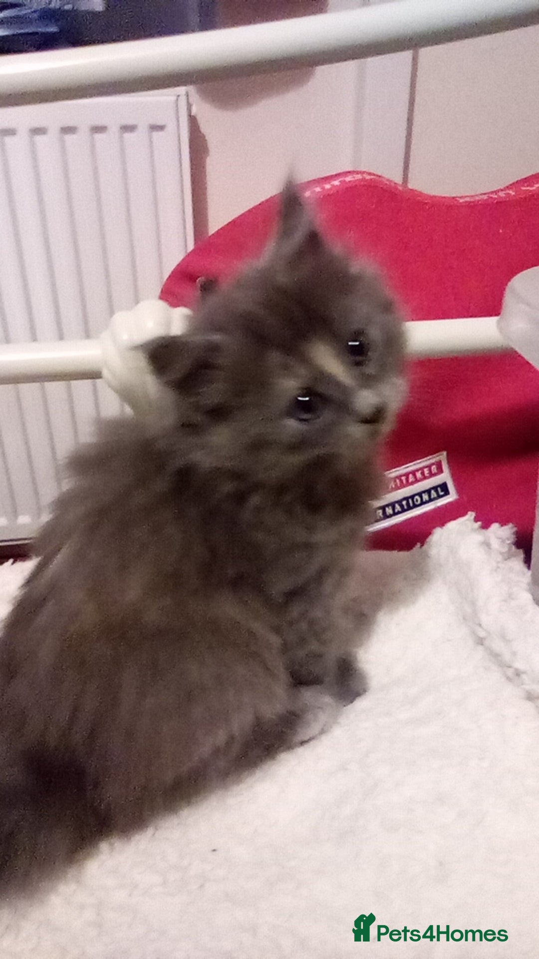 Maine Coon cats for sale: Maine coon kitten - Image 1