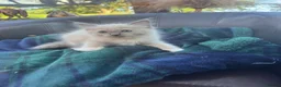 Ragdoll cats for sale: Blue point kittens - Advert 5