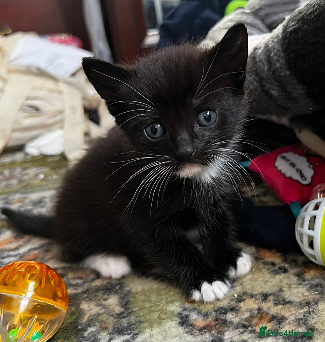 Mixed Breed cats for sale: 4 Russian Blue X Norwegian Forest Cross Kittens - Image 3