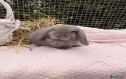 Mini Lop rabbits for sale: Pure mini lops, otters, grey, blue - Advert 11