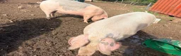 Pig livestock for sale: Two Welsh-cross gilts – for sale as breeding pair in Bridgnorth - Advert 6