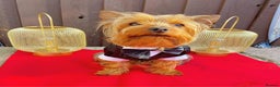 Yorkshire Terrier dogs for stud: Magnificent Yorkie Stud  - Advert 8