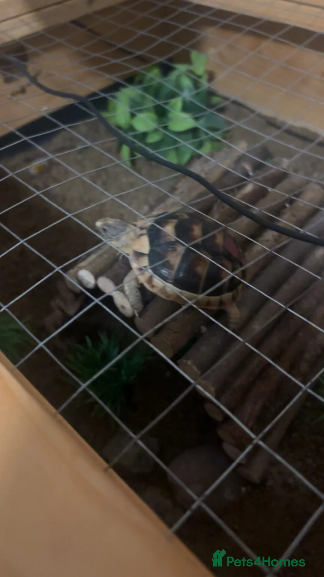 Tortoise reptiles for sale: Baby marginated tortoise for sale in Telford - Advert 2