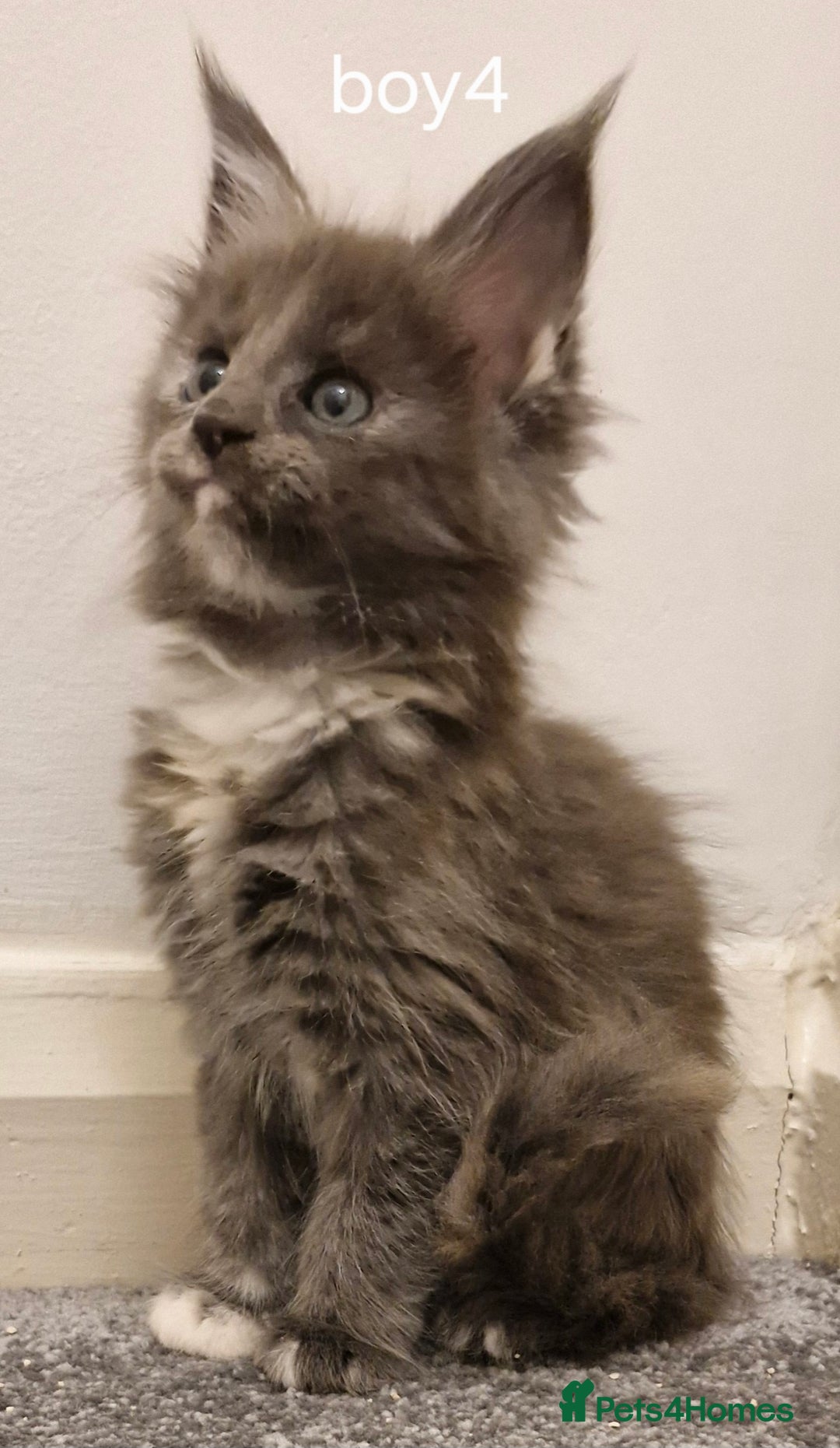 Maine Coon cats for sale: !!!BEAUTIFUL BIG BABIES AVAILABLE!!!  - Image 10