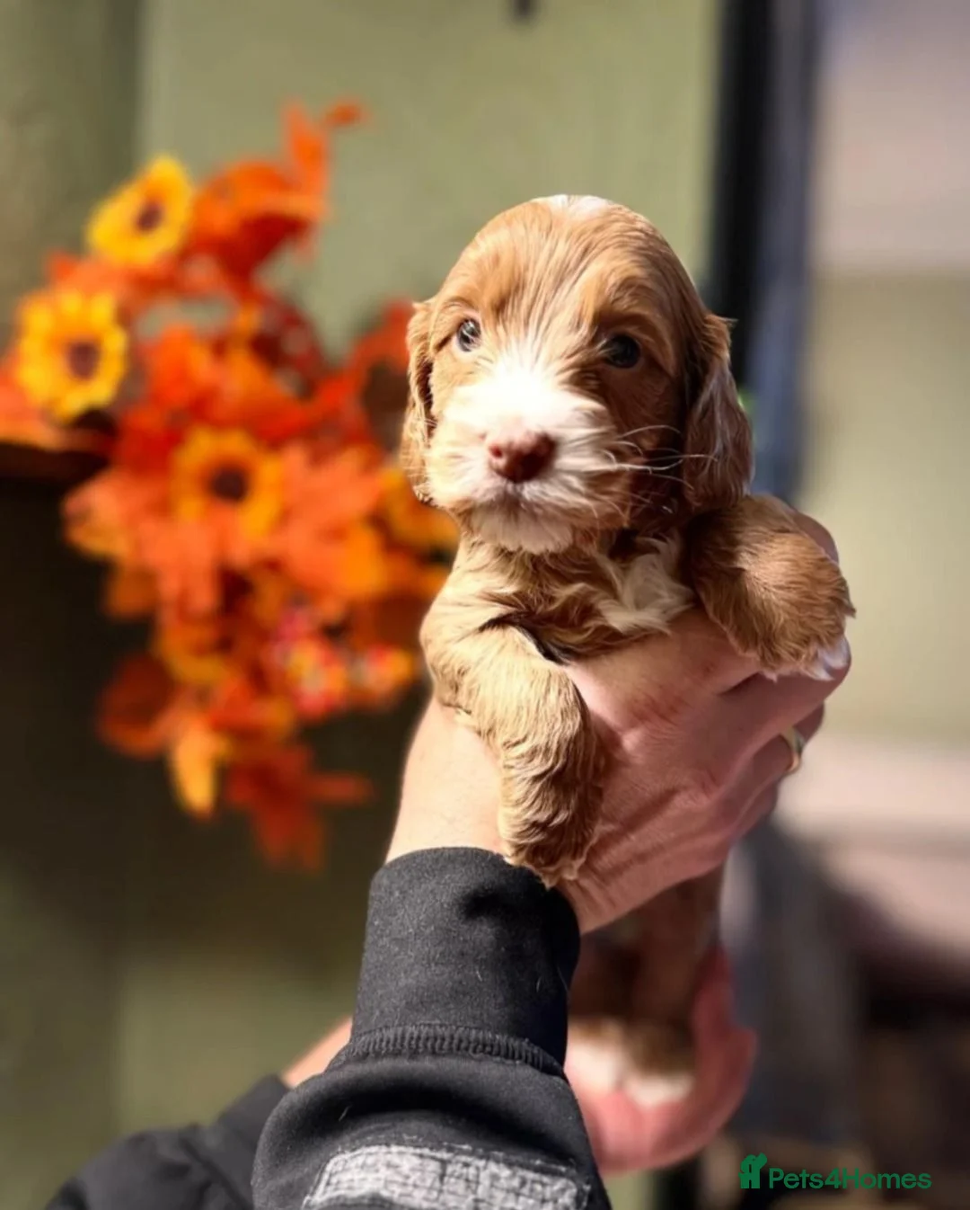 Cockapoo dogs for sale:  Litter of three beautiful Cockapoo puppies  - Advert 2