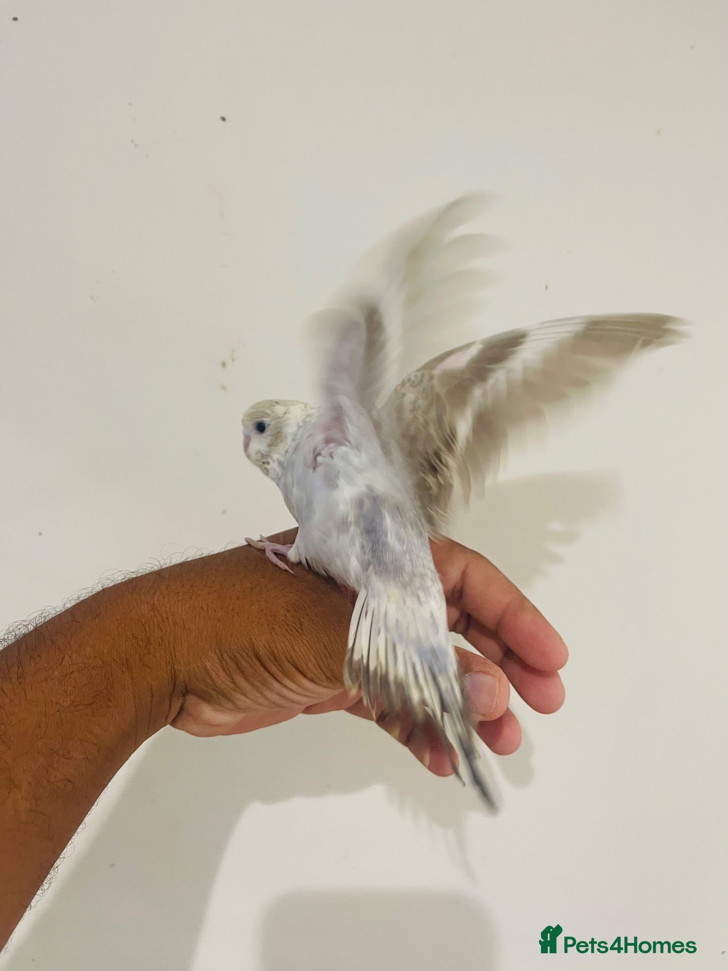 Budgerigars birds Hand reared budgies for sale  - Advert 2