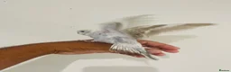 Budgerigars birds for sale: Hand reared budgies for sale  - Advert 2