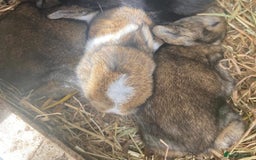 Mixed Breed rabbits for sale: Bunnies for sale  - Image 1