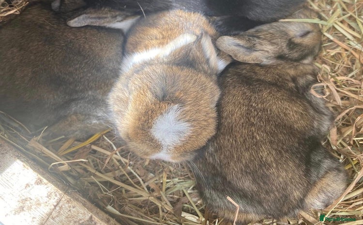 Mixed Breed rabbits - Advert 2