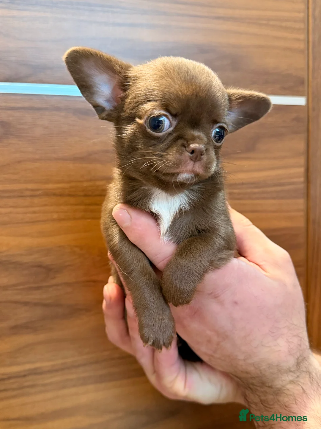 Chihuahua dogs for sale: Chihuahua girls  - Advert 11