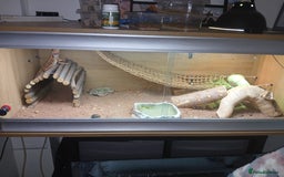 Bearded Dragon reptiles for sale: Bearded Dragon and set up - Image 3