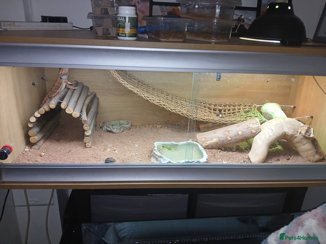 Bearded Dragon reptiles for sale: Bearded Dragon and set up - Image 3