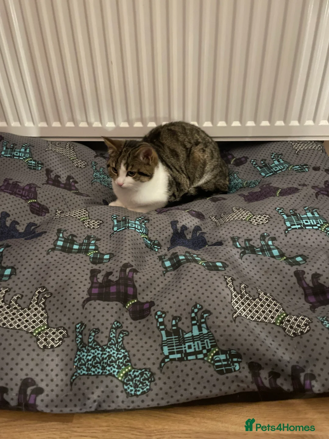Mixed Breed cats for sale: Female 4 year old cat  - Advert 2