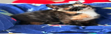 Mixed Breed 4